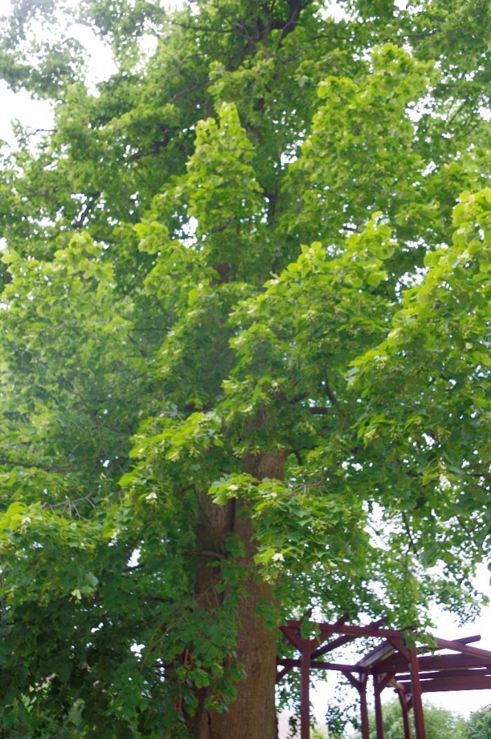 Lípa obecná (Tilia x vulgaris) Obsahové látky: Uhlovodíky Kyselina karboxylová Polysacharidy Flavonoidy Glykosidy Terpeny Fenoly Třísloviny Saponiny Steroidy Léčivá část: Květ Sklizeň a úprava po