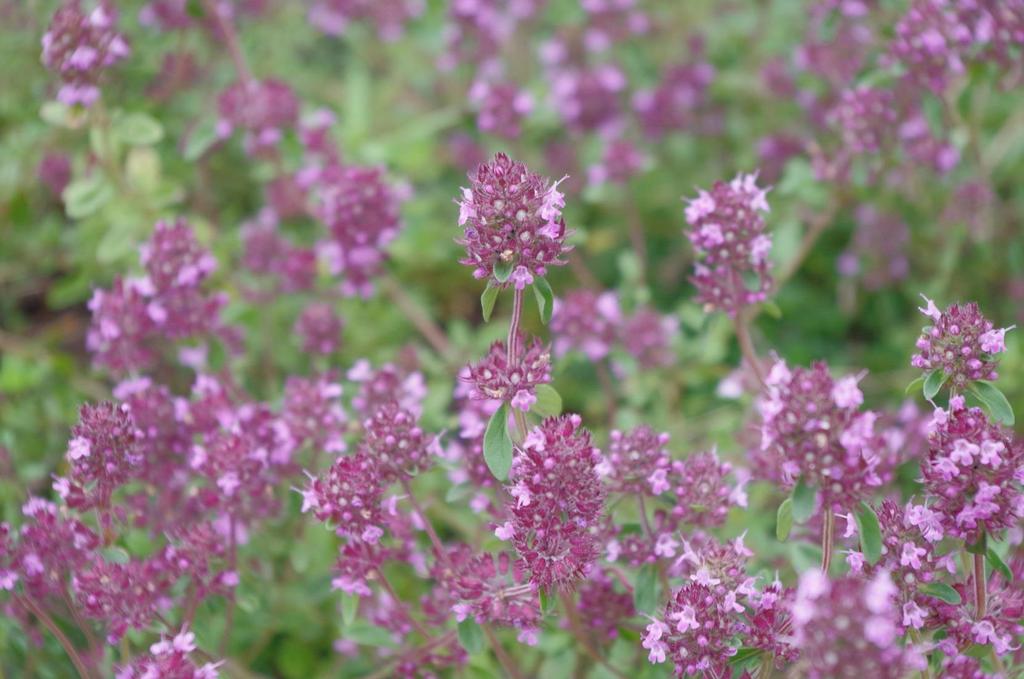 Mateřídouška obecná (Thymus