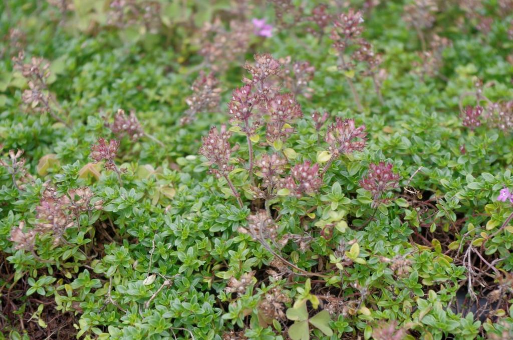 Mateřídouška obecná (Thymus