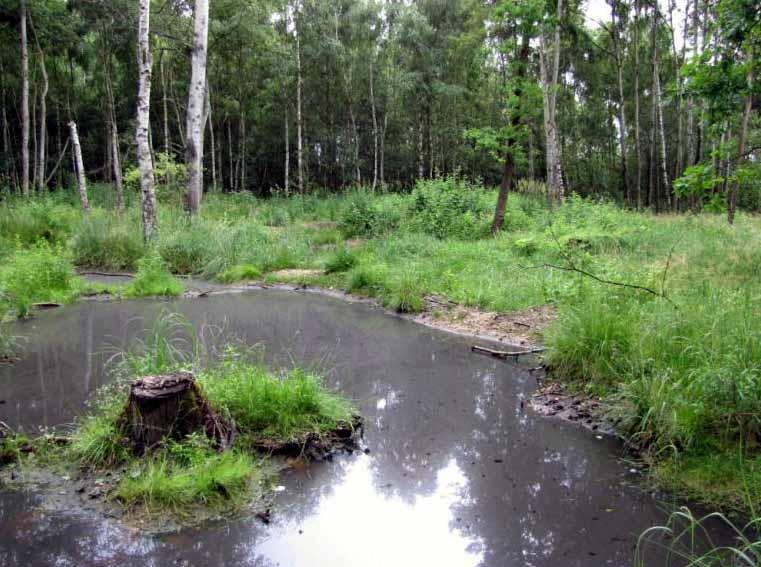 PÍSKOVNA U ODKALIŠTĚ Lokalizace: Boh., Nákří (6851), pískovna U Odkaliště, 49 06.475 N 14 19.865 E, bahnité dno, 18.VI.