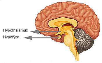 HYPOTHALAMUS