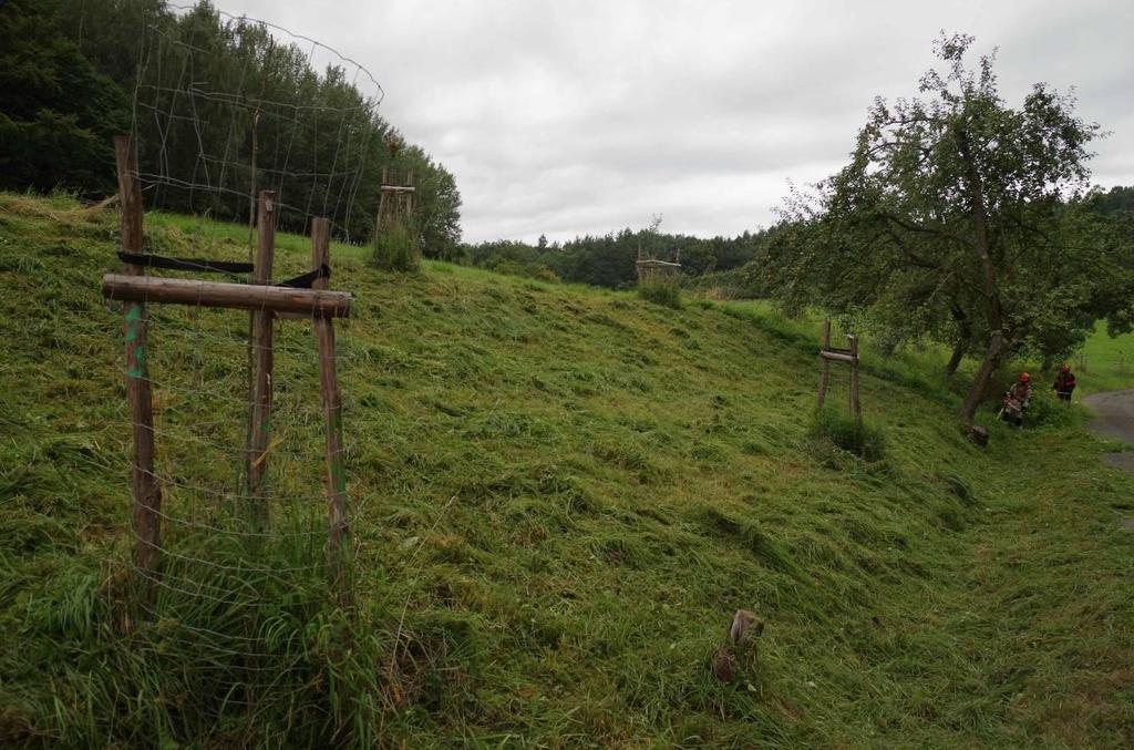 dřevin včetně odborné práce stromolezce při rizikovém kácení a ošetření ovocných stromů (foto