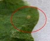 insekticidy jsou larvy snadný cíl jen po krátkou dobu po vylíhnutí V nejhorších případech bylo až 30 % sklizených semen