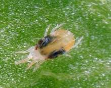 Roztočí sají na rubových stranách listů Délka vývoje jedné generace: 15 8 dní (20 C), 30 dní (12 C) Jednotlivé generace se překrývají (vajíčka, larvy i dospělci se vyskytují na rubech listů současně)