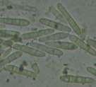 Biogarden/Polygandron (Pythium oligandrum -oospory) 0,5