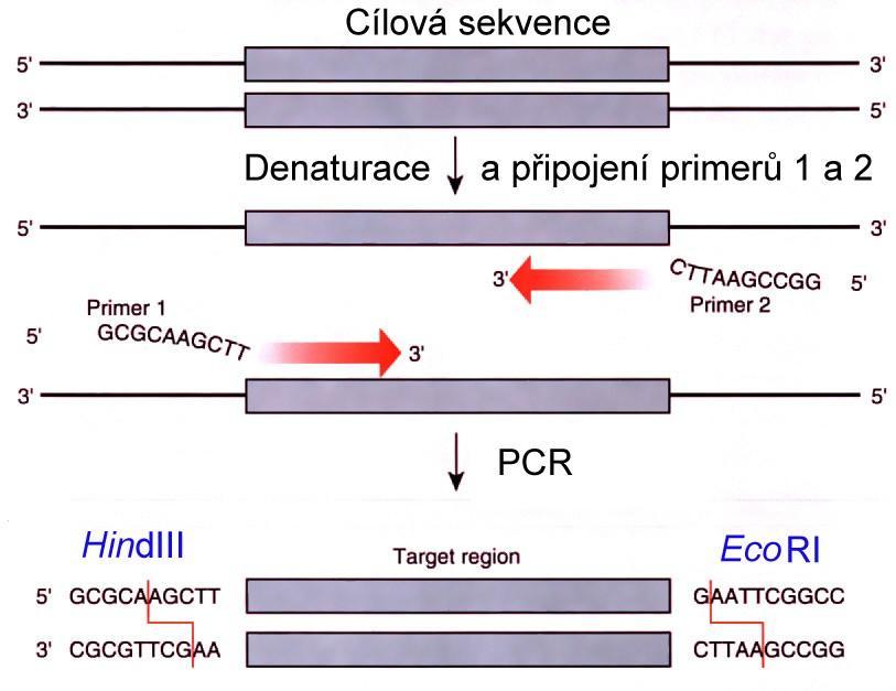 Modifikace konců DNA, Připojení sekvencí prostřednictvím 5 -konců primerů
