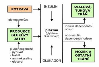 glykogenolýza GLUKÓZA glykolýza G-1-fosfát G-6-fosfát pyruvát laktát Coriho (laktátový) cyklus v játrech játra, ledviny, st evo LAKTÁT,