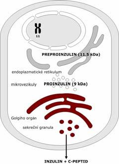 fosforylace Inzulin exocytózou do portální krve 50% odbouráno p i prvním pr chodu játry denní produkce ~20-40 U 1/2 bazální sekrece 1/2