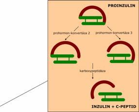 fáze (syntéza de novo) Syntéza inzulinu Vztah glykemie - sekrece inzulinu regulace SACHARIDY GLUT-2 glukóza -senzitivní K + kanál Ca 2+