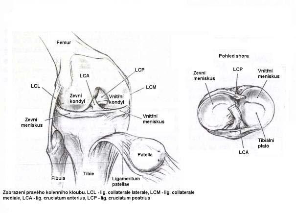 Obrázek 1. Zobrazení pravého kolenního kloubu 3.6 Cévní zásobení kolenního kloubu Kolenní kloub je zevně zásoben z rete articulare genus, které vytvářejí zejména tyto arterie: a. genus descendens, aa.