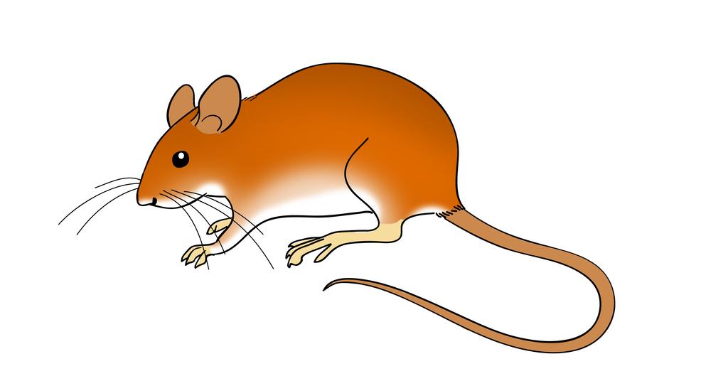 Myšice lesní (Apodemus flavicollis) Největší z následujících tří druhů myšic. Má nápadné korálkovité oči a velké lysé ušní boltce. Obývá zvláště listnaté a smíšené lesy na celém území ČR.