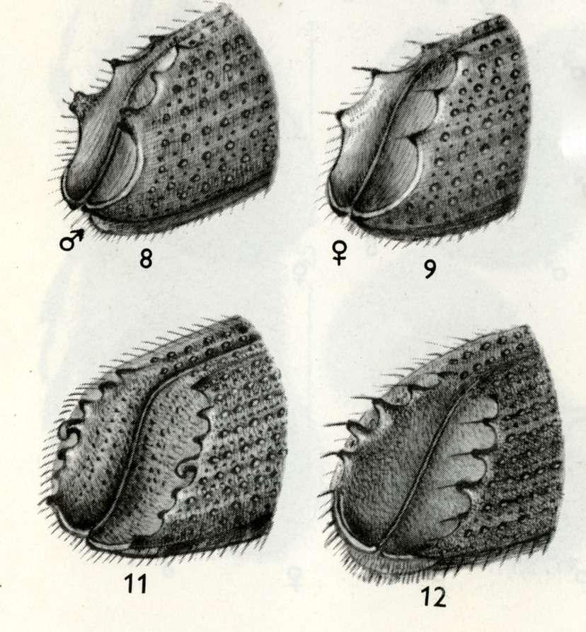 Ips sexdentatus