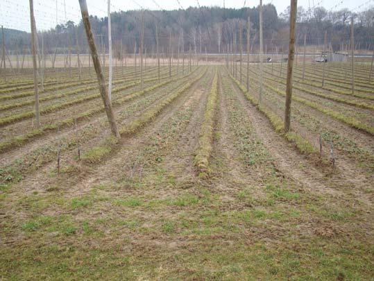 O pěstování podplodin v meziřadí chmele referuje již Pelhřimovský (1888). V té době se pěstovala nejčastěji zelenina v prvním užitkovém roce, kdy nebyla půda příliš zastíněna.