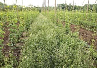 Tento přechod nezpůsobil negativní změny ve výši výnosu a ve kvalitě sklizeného produktu. Pěstování podplodin v meziřadích s sebou nese pozitivní i negativní vlivy na trvalé kultury.