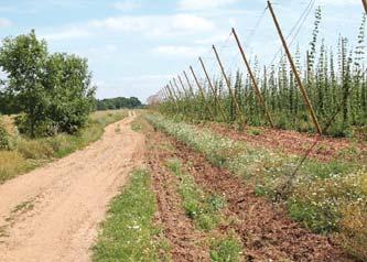 ob řadu, zdroje pylu a nektaru, zelené hnojení, v každém 3 10 meziřadí, zdroje pylu a nektaru, po obvodu chmelnice, zdroje pylu a nektaru, částečně účinný protierozní pokryv.