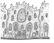 Detail juxtaglomerulárního aparátu, 1 - vas afferens, 2 - vas efferens, 3 - buňky pólového polštářku, 4 - distální tubulus s macula densa, 5 - juxtaglomerulární buňky V místě, kde se arteriola