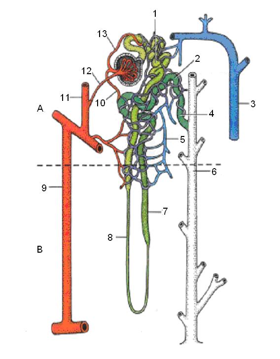 obr. 5.