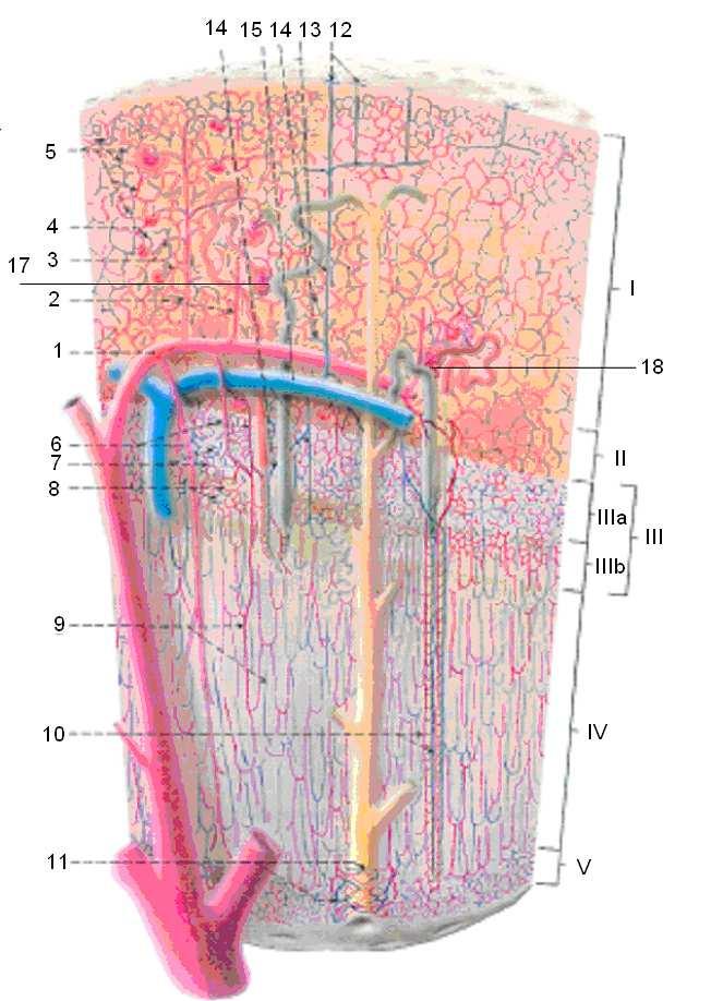 obr. 6. Větvení cév v ledvině, I, II - kůra, III, IV - dřeň, V - papila, 1 - art. arcuata, 2 - art. interlobularis, 3 - arteriolae glomerulares afferentes, 4 - a. g. efferentes, 5 - peritubulární kapilární pleteň, 6 - art.