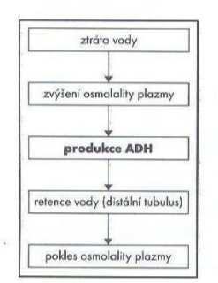 mezangium - mezangiální buňky zanořené v extracelulární matrix, 6, 7, 8- stavba juxtaglomerulárního aparátu, 9- vas afferens, 10- průsvity glomerulárních kapilár, 11- vas efferens obr. 23.