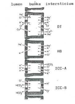 obr. 28- Přehled transportních dějů v buňce distálního tubulu- DT, hlavní buňce-hb, a ICC buněk subtypu A a B.