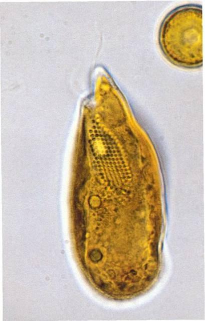 Odd.: Cryptophyta Třída: Cryptophyceae http://protist.i.hosei.ac.jp/movies/mdb1/0002/d/025.