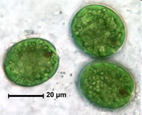 Odd.: Euglenophyta Třída: