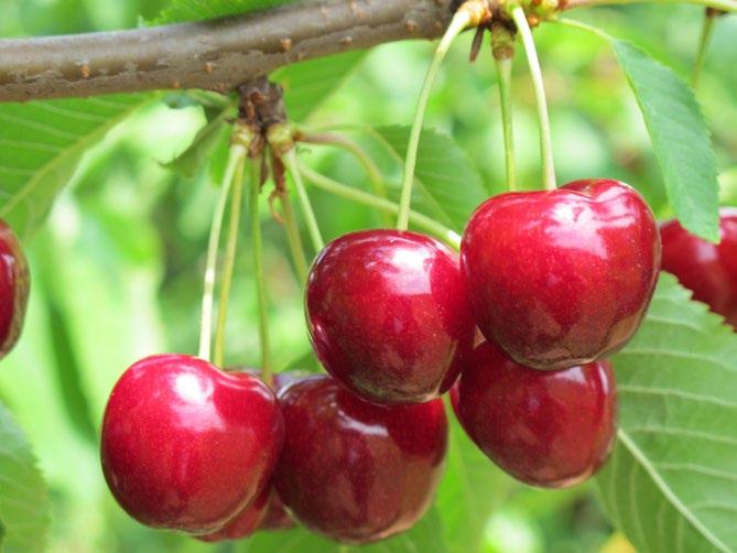 Tim Vznikla křížením odrůd Krupnoplodnaja x Van. Chrupka s tmavě červenou barvou slupky plodu. Strom roste středně silně. Habitus koruny je vzpřímený. Odrůda kvete středně pozdě.