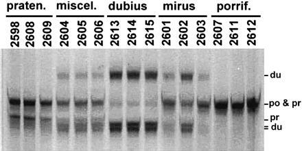 Rapid Concerted Evolution of Nuclear Ribosomal DNA in