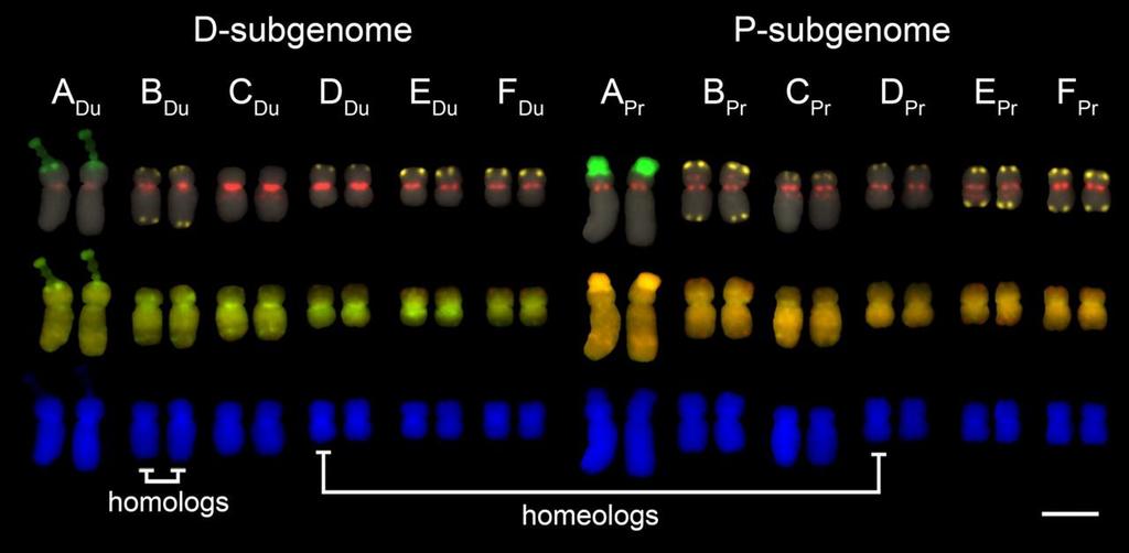 Extensive chromosomal variation in a recently formed natural allopolyploid species, Tragopogon miscellus (Asteraceae) Chester et al. PNAS January 24, 2012 vol. 109 no.