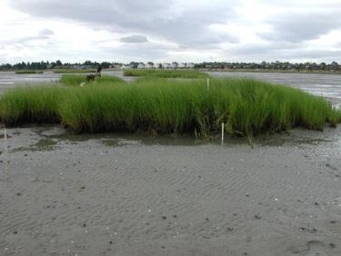 hybridní Spartina Spartina - S.alterniflora townsendii (S. alterniflora S.