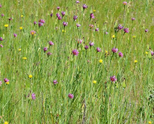 Hybridní druhy Tragopogon Soltis et al.