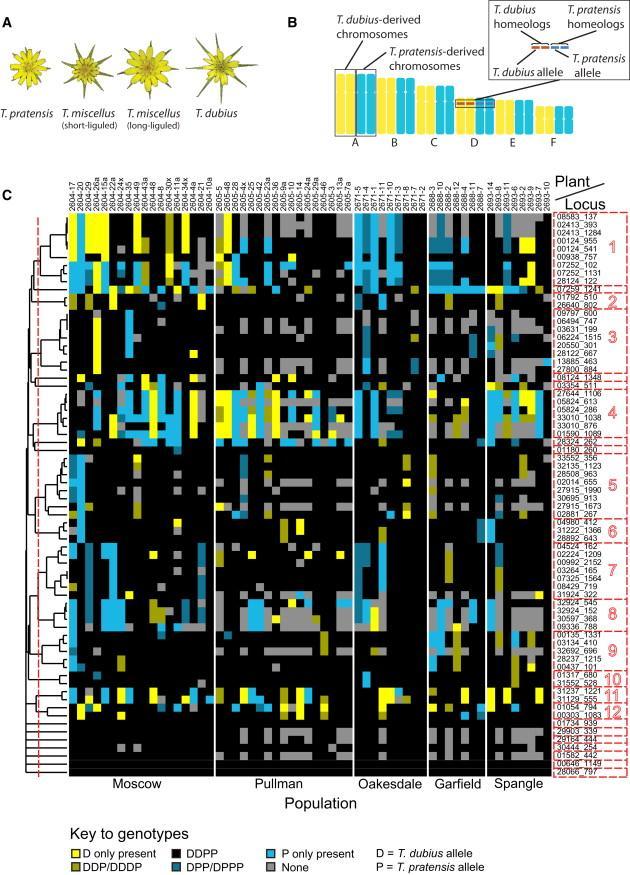 Rapid, Repeated, and Clustered Loss of Duplicate Genes in Allopolyploid Plant Populations of Independent Origin Whole-genome duplication (WGD; polyploidizationubiquitous in plant evolution.