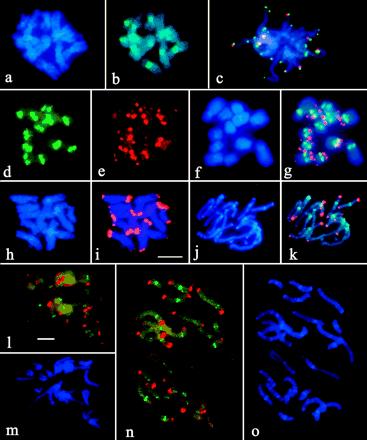 Molecular cytogenetic analysis of recently evolved Tragopogon (Asteraceae) allopolyploids reveal a karyotype that is additive of the diploid progenitors Pires et al. Am. J. Bot. July 2004 vol. 91 no.