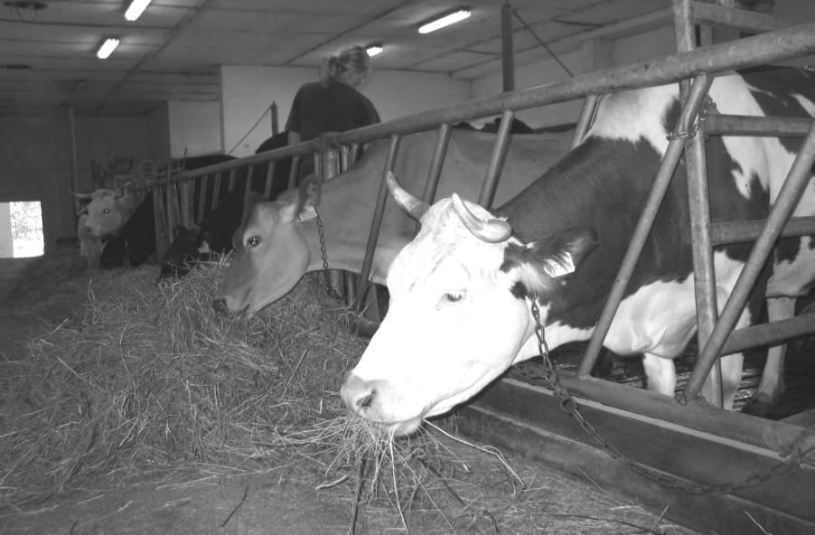 DEMONSTRAČNÍÍ A POKUSNÁ STÁJ 21 290 Cílem demonstrační a pokusné stáje (DPS) je ověřování vědeckých domněnek a získávání nových poznatků z oblasti chovu zvířat, výživy a krmení zvířat.