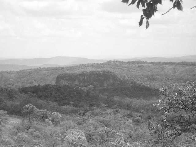 Cerrado Na Brazilské vysočině Llanos v pánvi řeky Orinoko v suchém období často požáry llanos tvoří vysoké trávy, kvetoucí luční květiny, různé