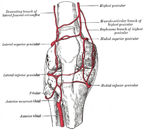 3.1.5 Cévní zásobení Na cévním zásobení kolenního kloubu se podílí řada větších i menších arterií (obr. 3.10.). Mezi hlavní zásobující arterie patří a. genus descendens, aa. genus superiores, a.