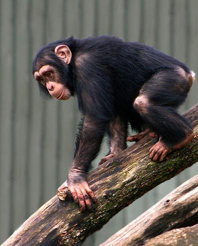 Byli tu obratní orangutáni, svalnaté gorily i smějící se šimpanzi. 1. Orangutan 2.