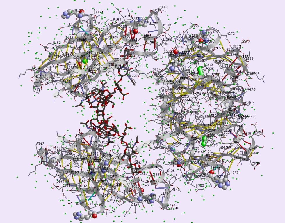 Materials Structure, vol. 1, no. (5) 147 Fig. 1. Sche matic view of the Fc frag ment of mouse im mu no glob u lin IgGb.