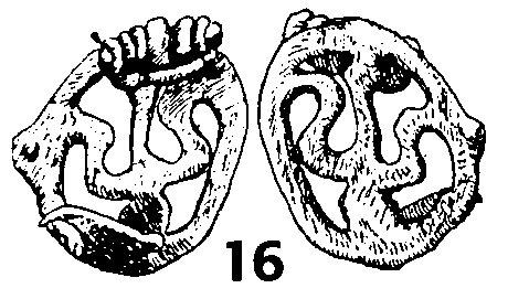 Obrázek 23: Dobřichov Třebická. Hrob 49. Spona typu A 236 x A 237 (podle Sakař 1970, obr.