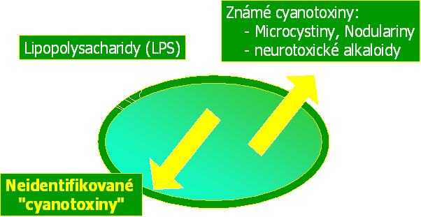 Masové rozvoje toxických sinic Sinice - staré a prospěšné organismy G- bakterie (10 mil.