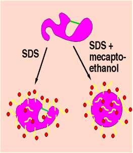 SDS tvoří komplexy s bílkovinami a stíní náboje proteinu (1,4g SDS :1g