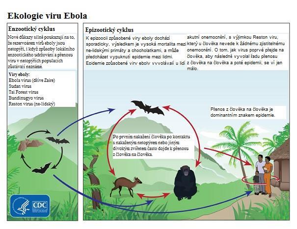 Ebola základní informace Co je krvácivá horečka ebola (KHE)?