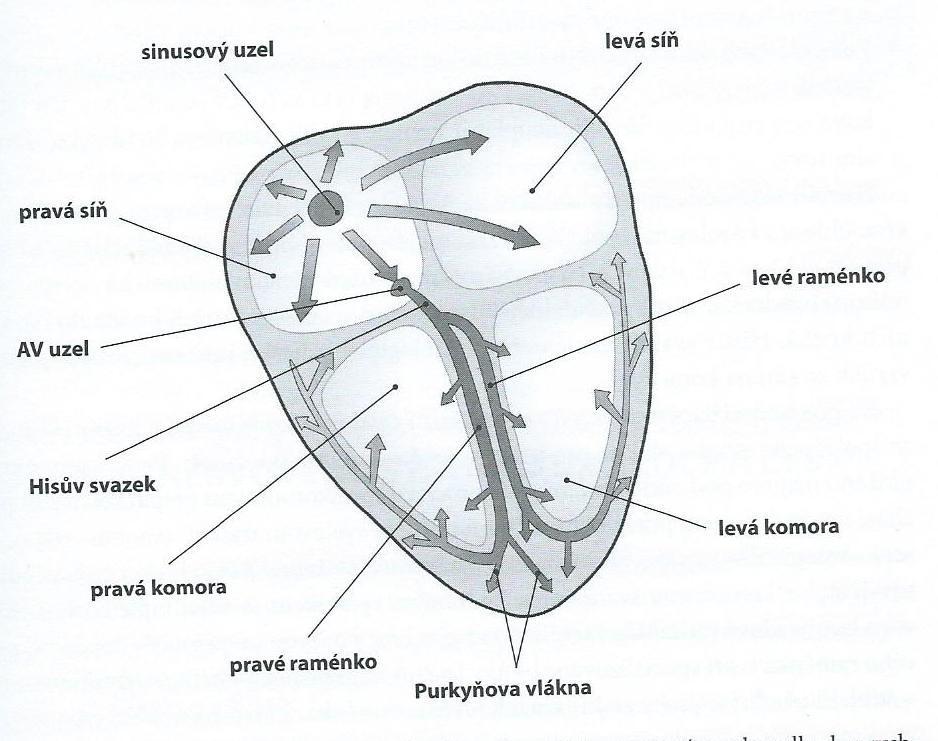 Obr. č. 2: Převodní systém srdeční (Kolář) 2.1.3 Srdeční revoluce Srdeční revoluce popisuje jeden srdeční cyklus, ve kterém se pravidelně střídá systola (stah myokardu) a diastola (uvolnění myokardu).