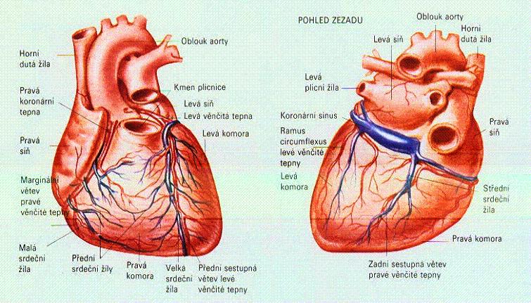 Žilní oběh prakticky sleduje zásobení oběhu arteriálního. Největší žilou je vena cordis magna, která se stejně jako vena cordis media a vena cordis parva vlévá do koronárního sinu.