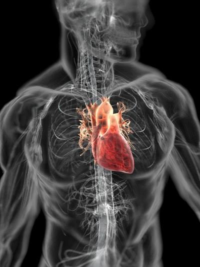 2 SRDCE Srdce je dutý svalový orgán o velikosti dospělé lidské pěsti.