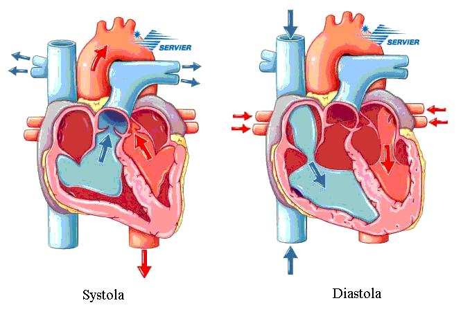 Obr. 2.2: Fáze systola a diastola Do komor přitéká krev ze srdečních síní, kam se dostává z velkých žil (dutých a plicních žil). Systola síní předchází systole komor.