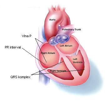 Jak vidíme, EKG signál se skládá z těchto části: - Vlny: P, T, U - Kmity: Q, R, S - Interval: PQ, úsek ST, interval QT Vlna P Projevem depolarizace síní, jejíž maximální výška je 0.