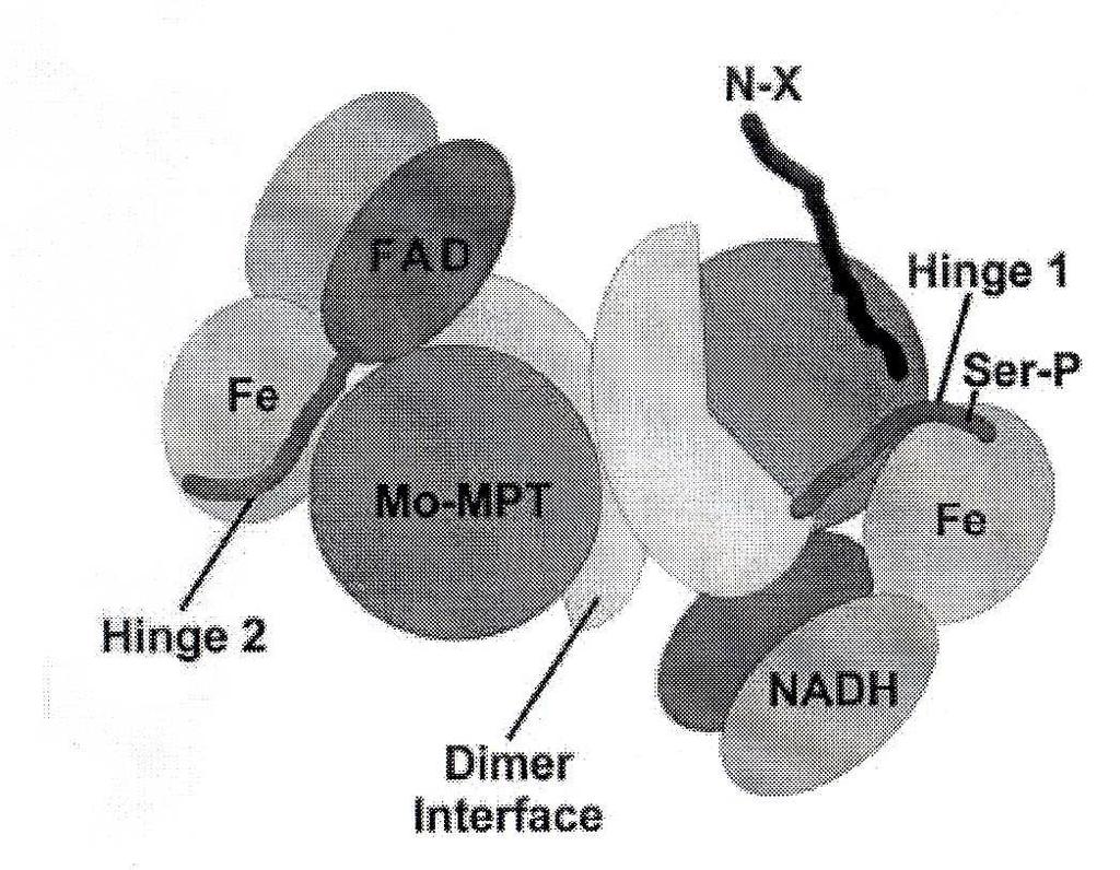 Redukce nitrátu na nitrit: NO 3 - + NAD(P)H + H + NO 2 - + NAD(P) + + H 2 O - probíhá