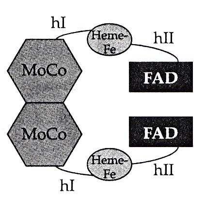 6.1-3) - cytoplasmatický homodimer - monomer tvořen polypeptidem (100 kda) a 3