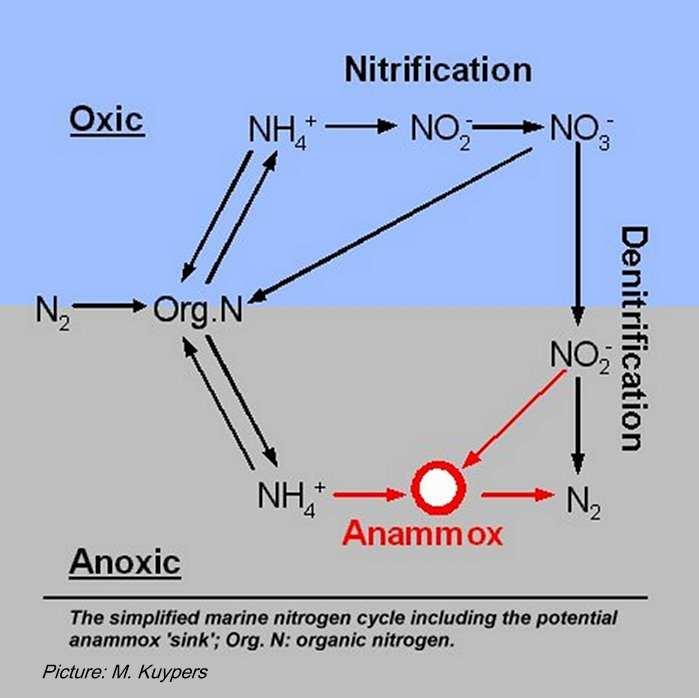 ANAMMOX - nedávno objevenáčást N